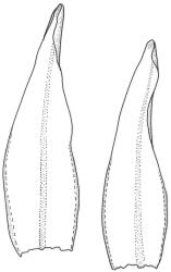 Tridontium tasmanicum, leaves. Drawn from W. Martin, 9 Jan. 1945, CHR 545819.
 Image: R.C.Wagstaff © Landcare Research 2024  CC-BY 4.0